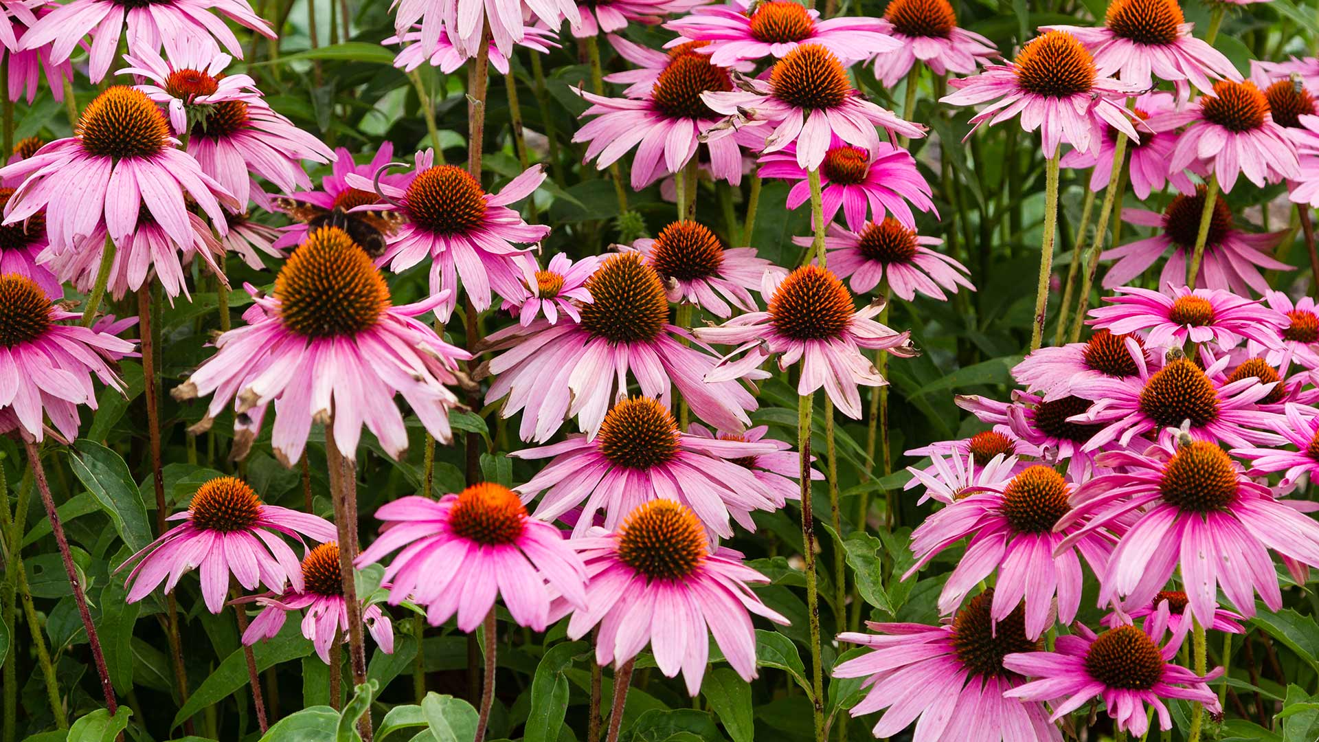 5 Amazing Summer Blooms You'll Find in Michigan