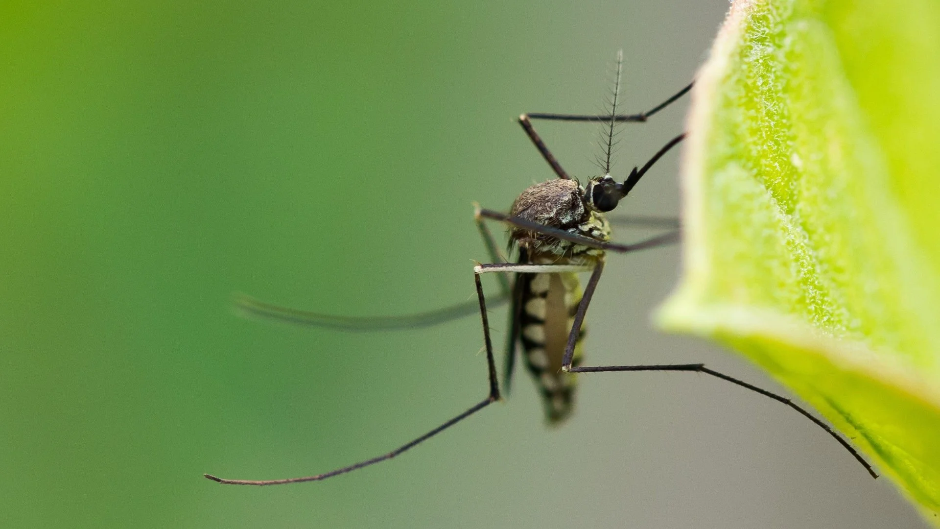 Are Mosquitoes More Active After Rainfall?