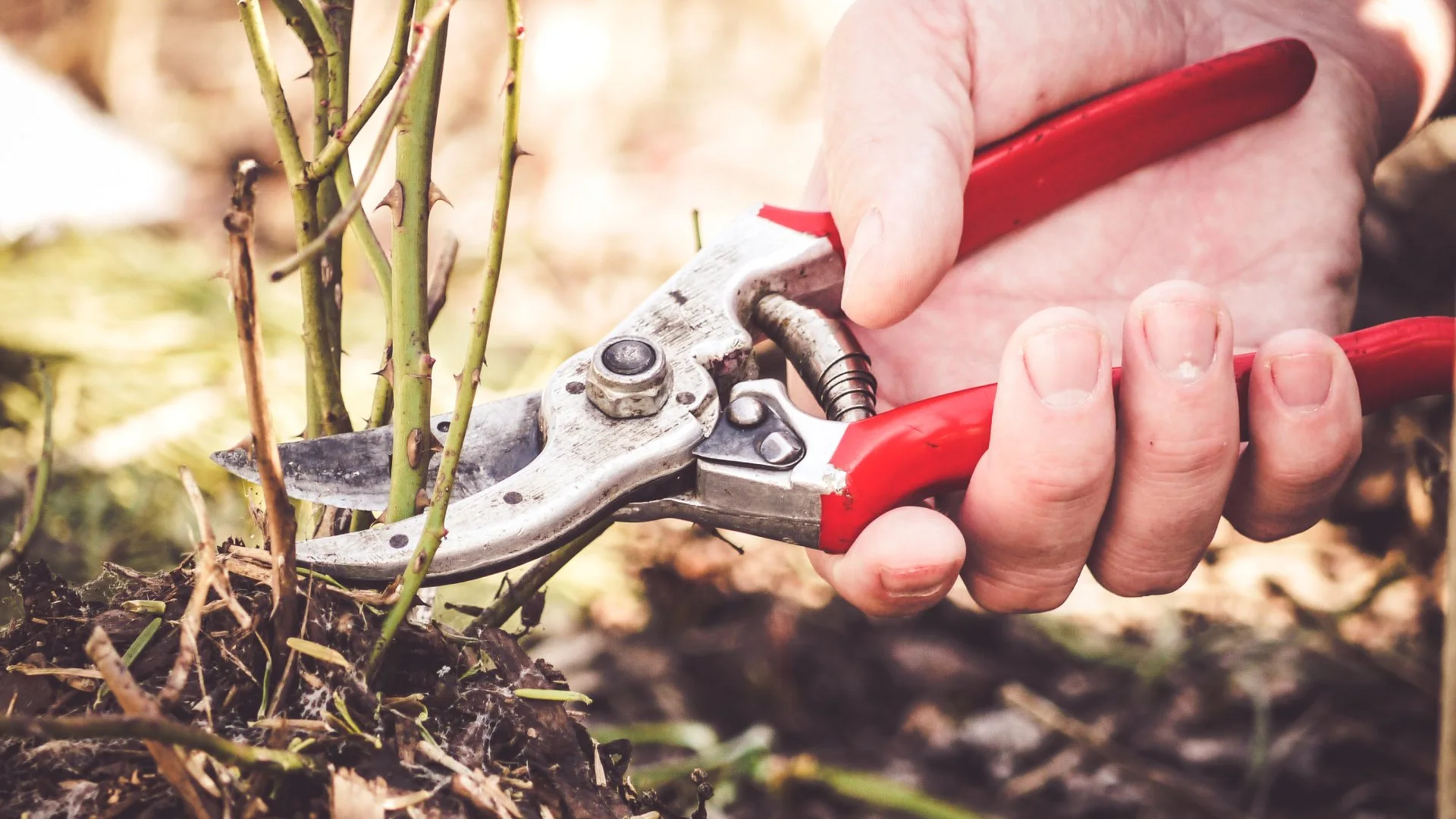 Here's Why You Should Never Attempt DIY Plant Pruning