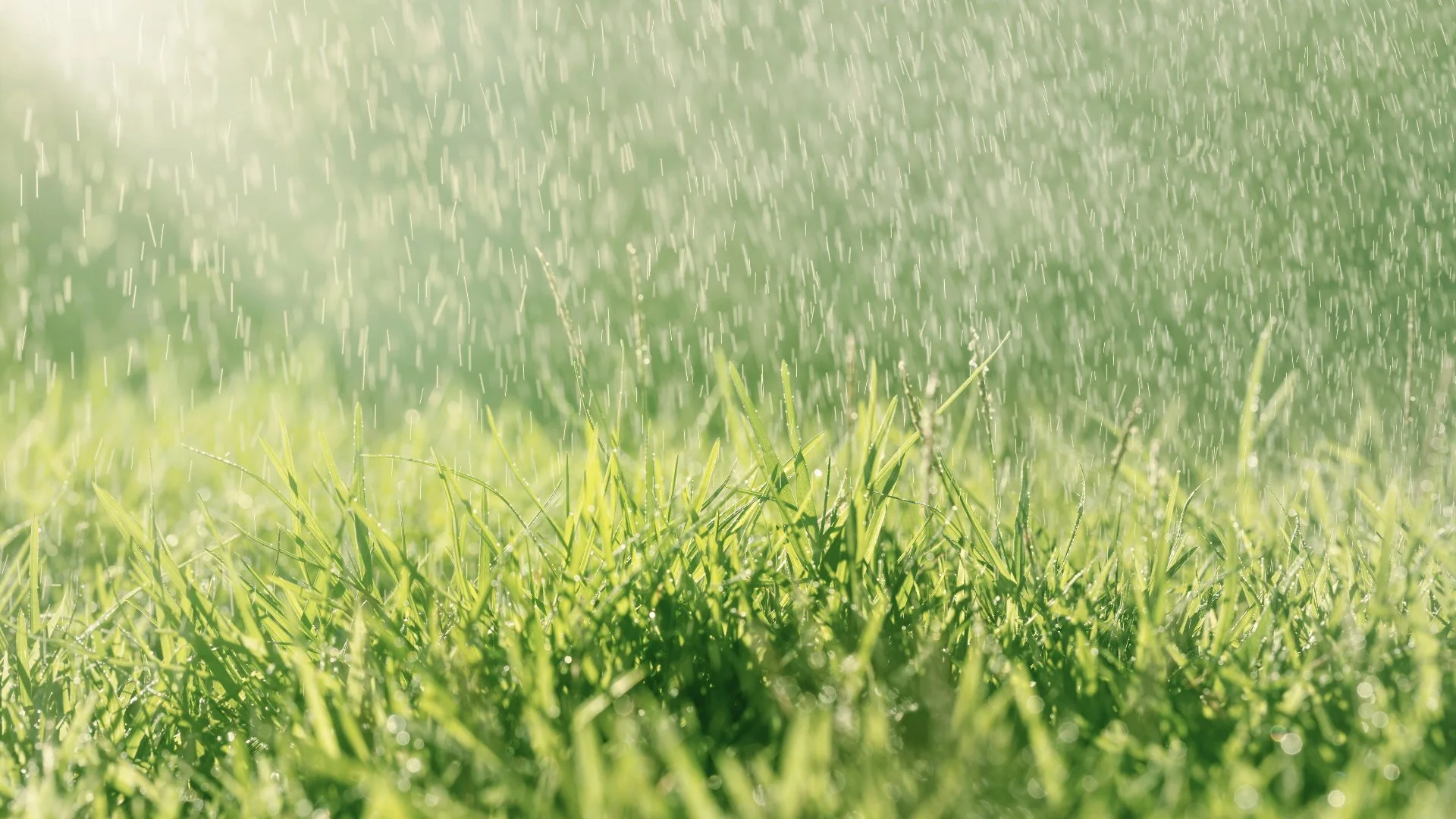 Is It Okay to Mow a Wet Lawn?
