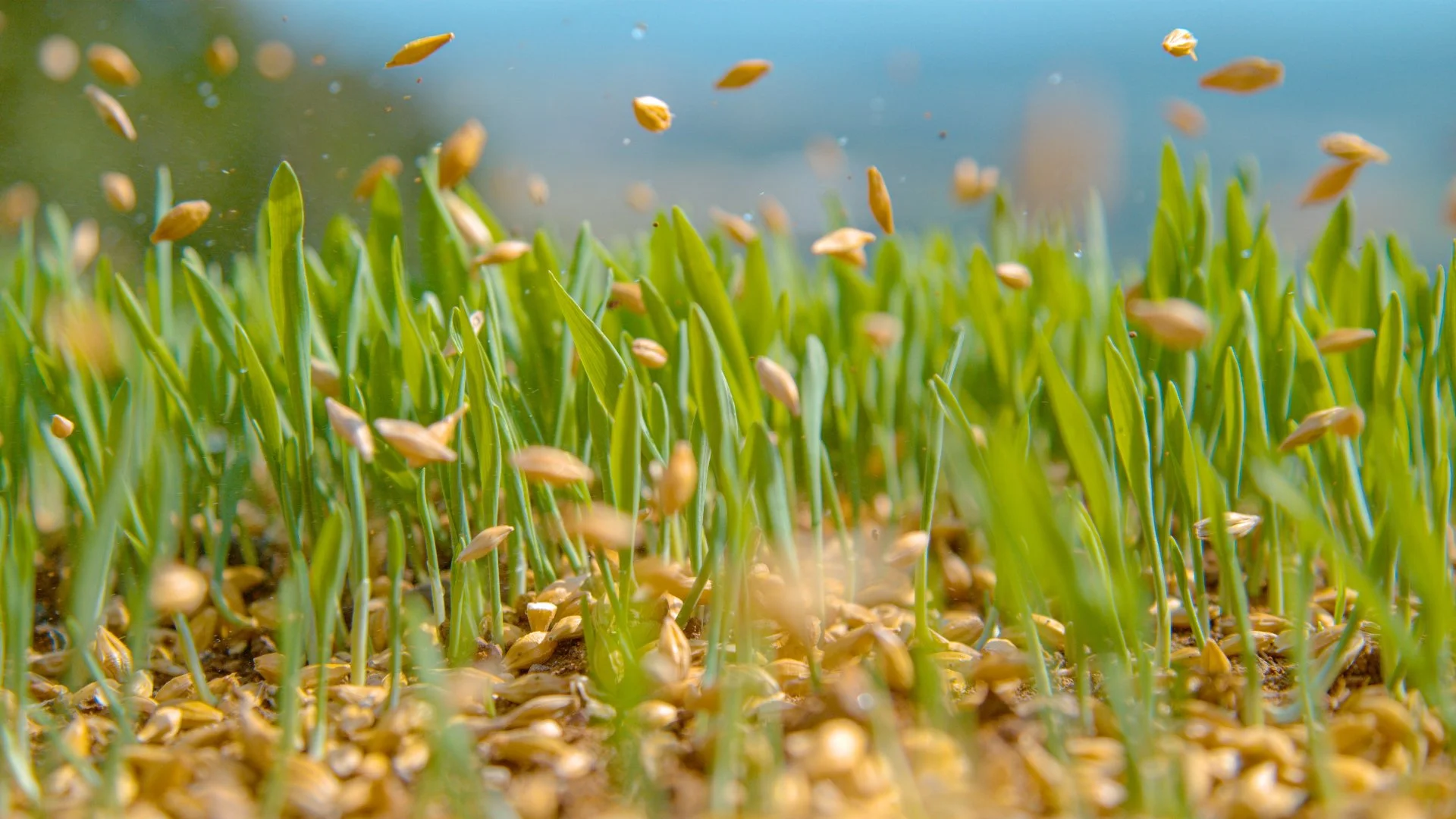 How Soon Can You Apply Weed Control After Overseeding?