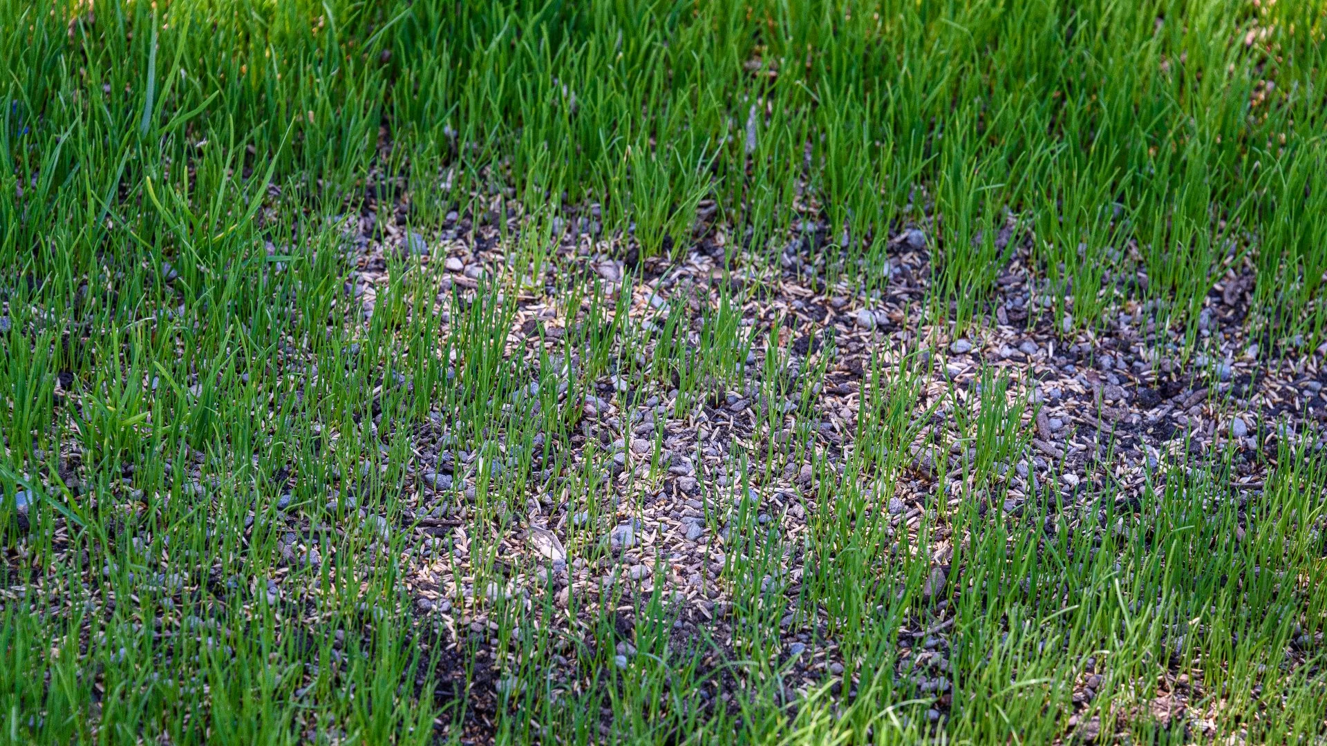 Caring for Your Lawn After Overseeding - What Should You Do?