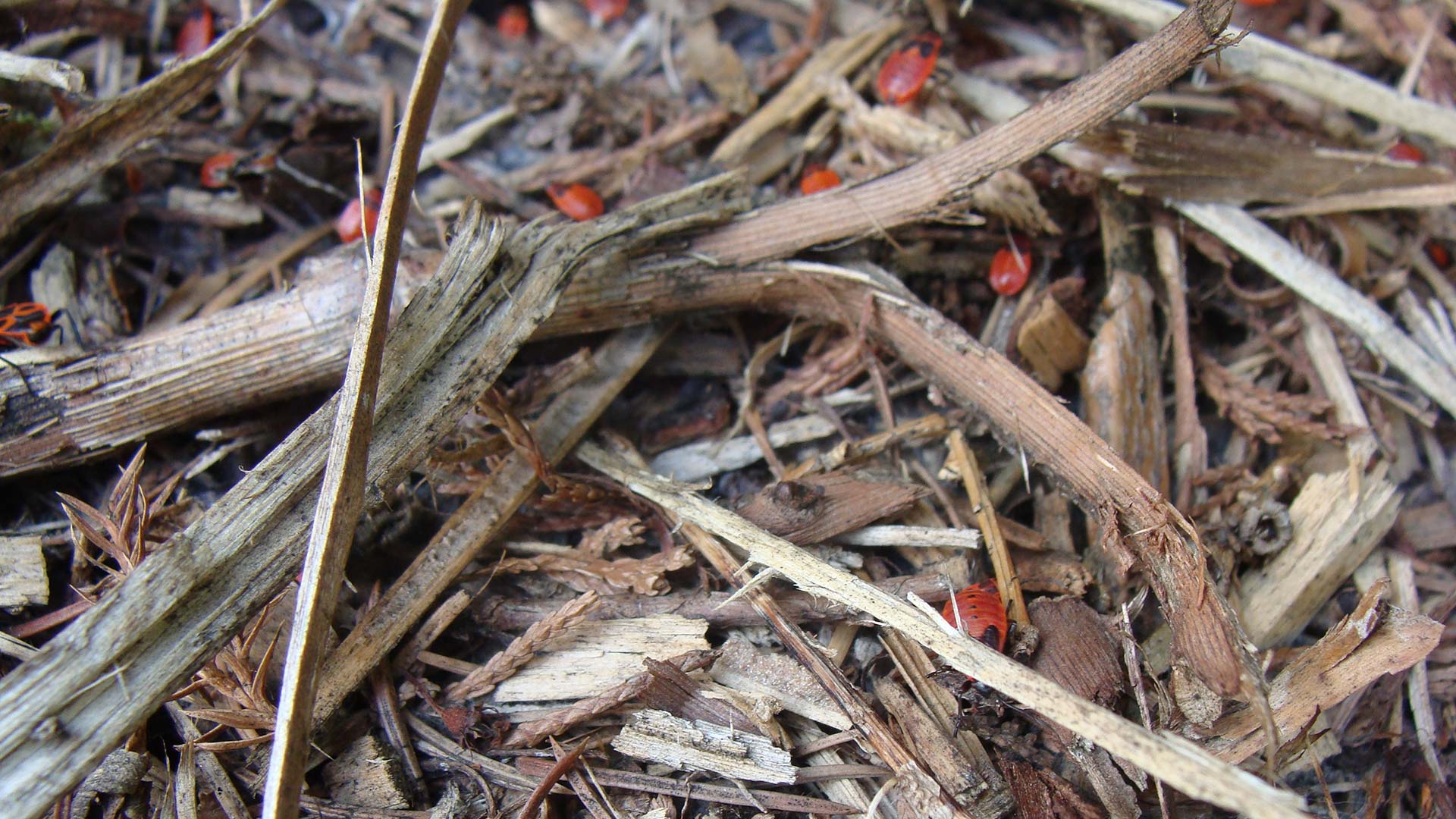 Several chinch bugs crawling in wood pieces near Macomb, MI.