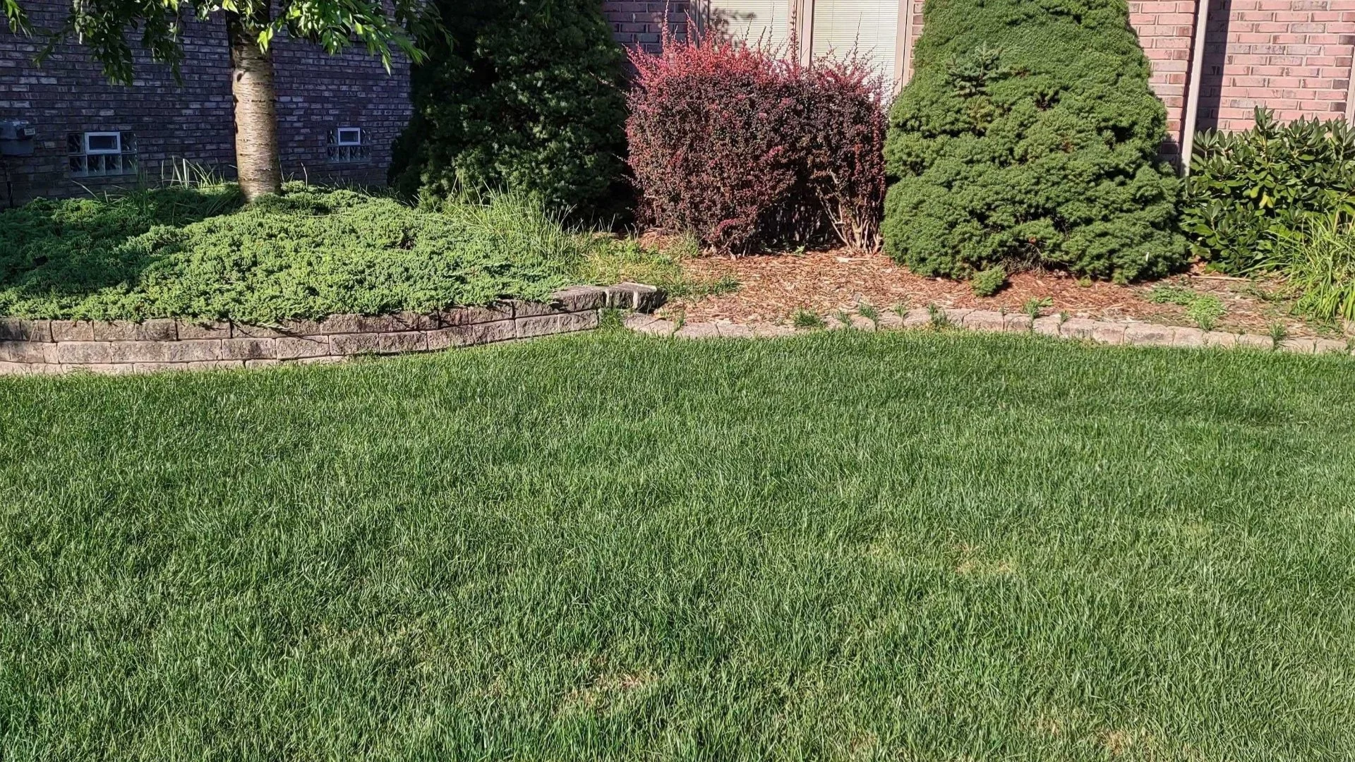 Why Is Your Lawn Still Struggling After Fertilizing?