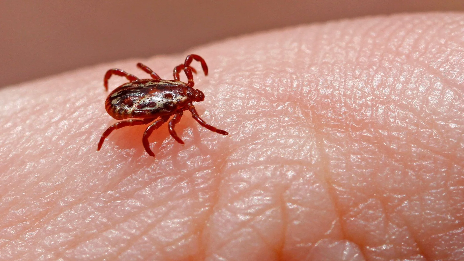 Beware of These 3 Common Ticks in Macomb Township, MI!