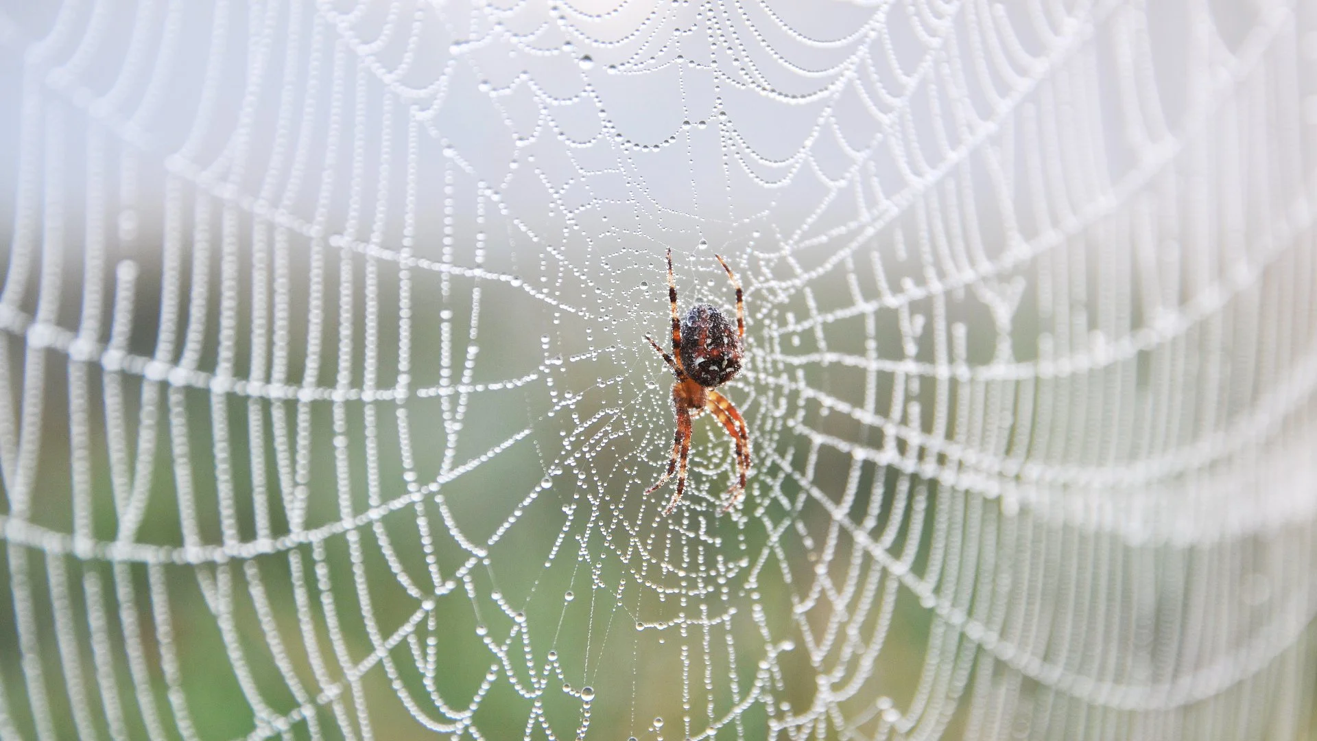 Don’t Let Spiders Invade Your Home - Tips for Keeping Them Out!