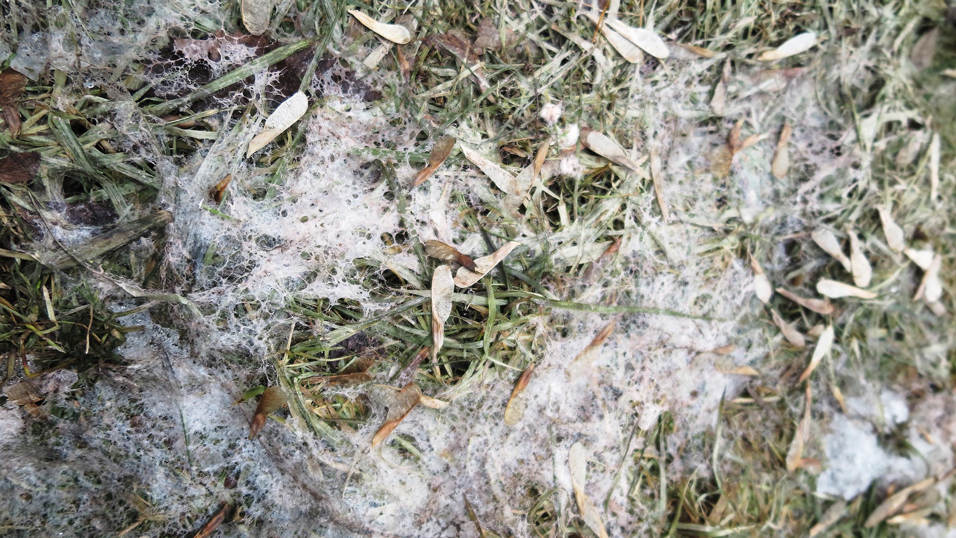 Did Your Lawn Surprise You With Snow Mold This Year? Here's What to Do