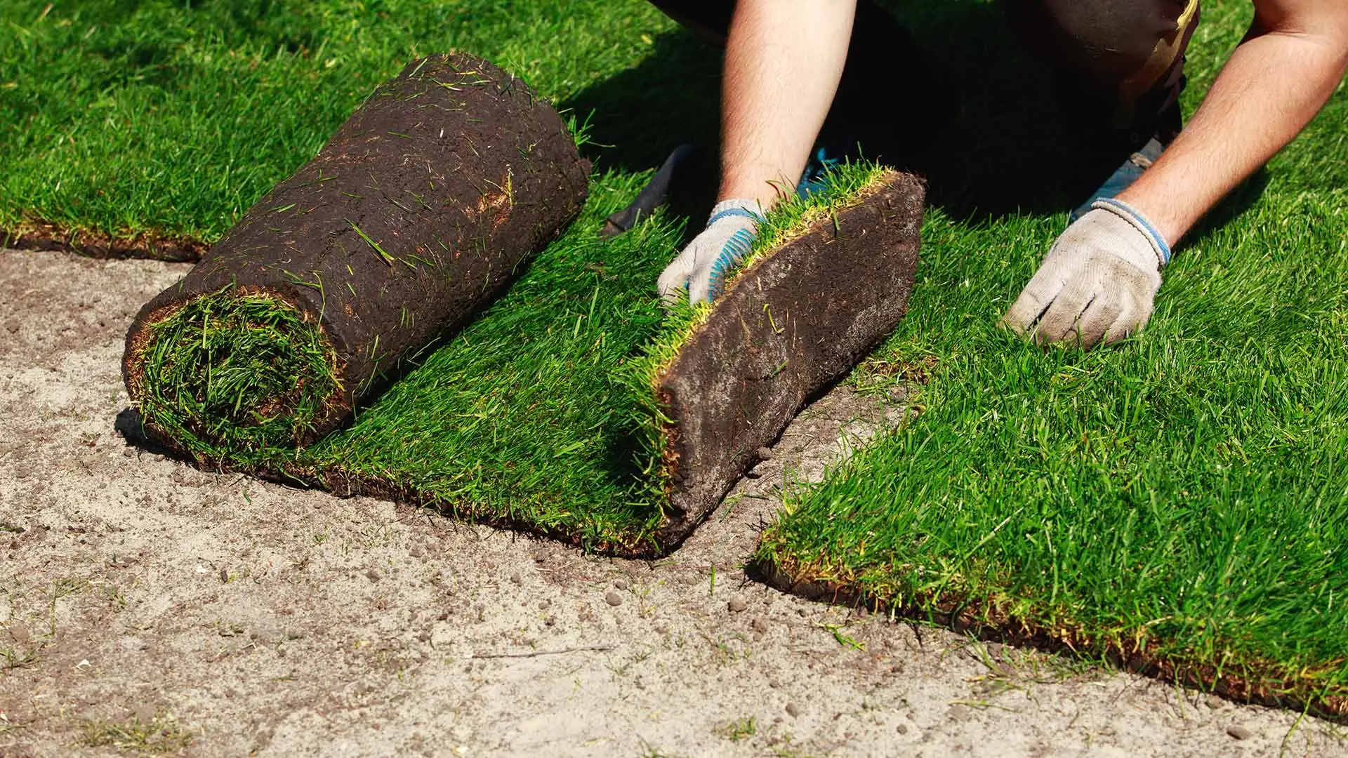 How to Care For Your Sod after Installation