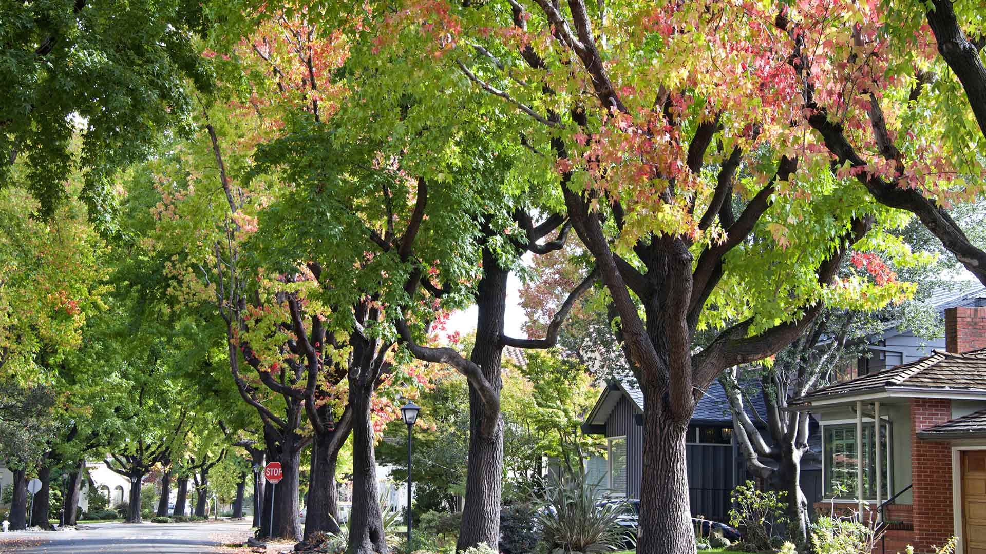 Street view of neighborhood with foliage in Lenox, MI.