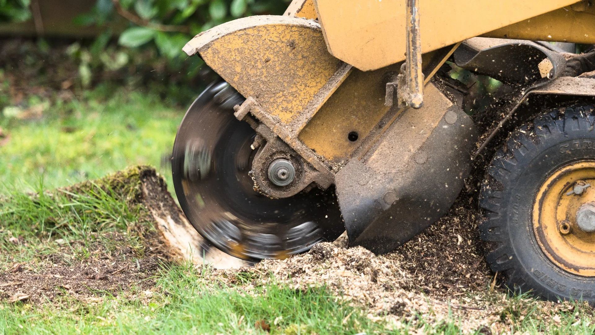 How Much Does Professional Tree Stump Grinding Cost?