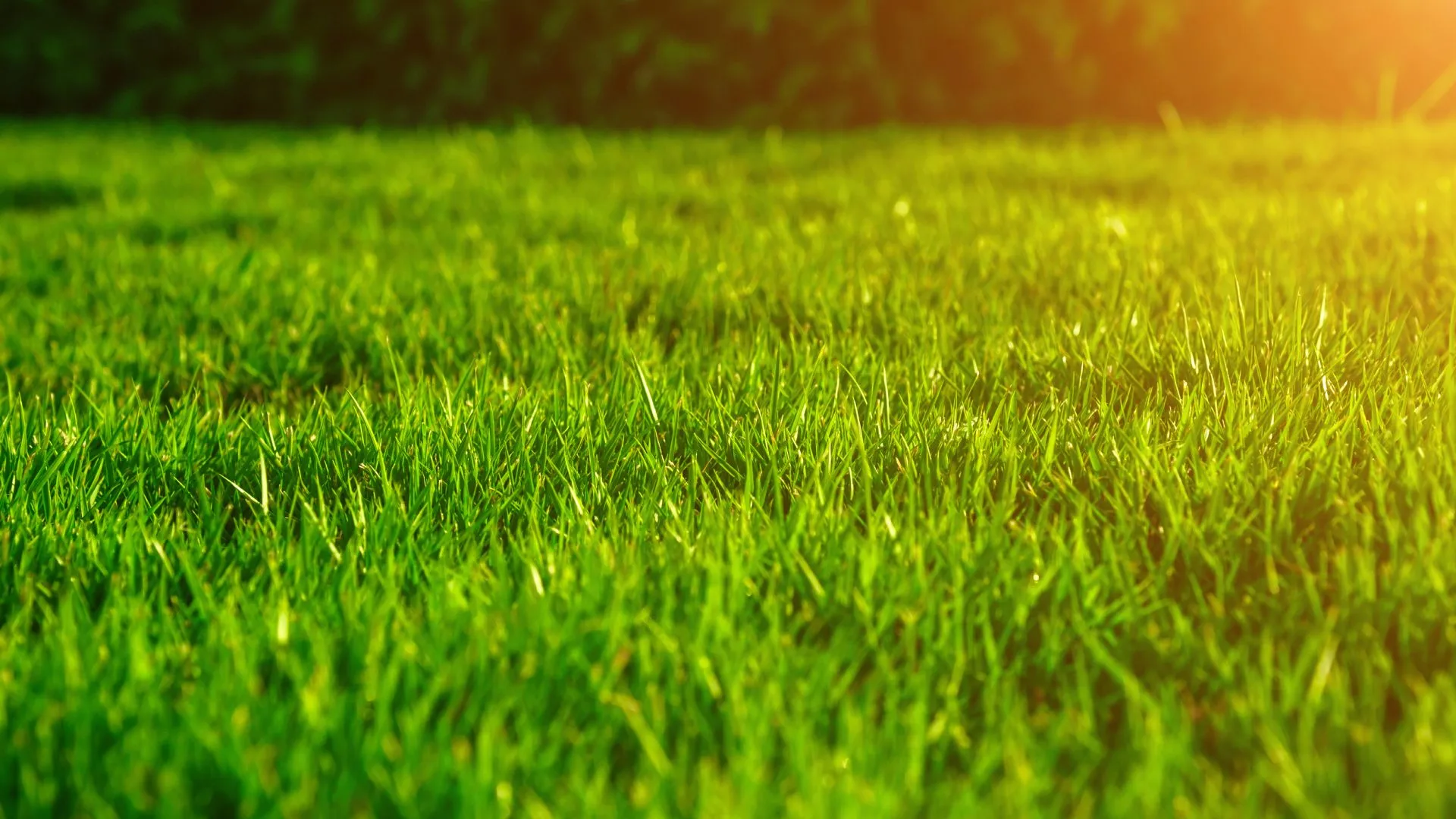 Summer Survival Guide for Your Lawn in Michigan