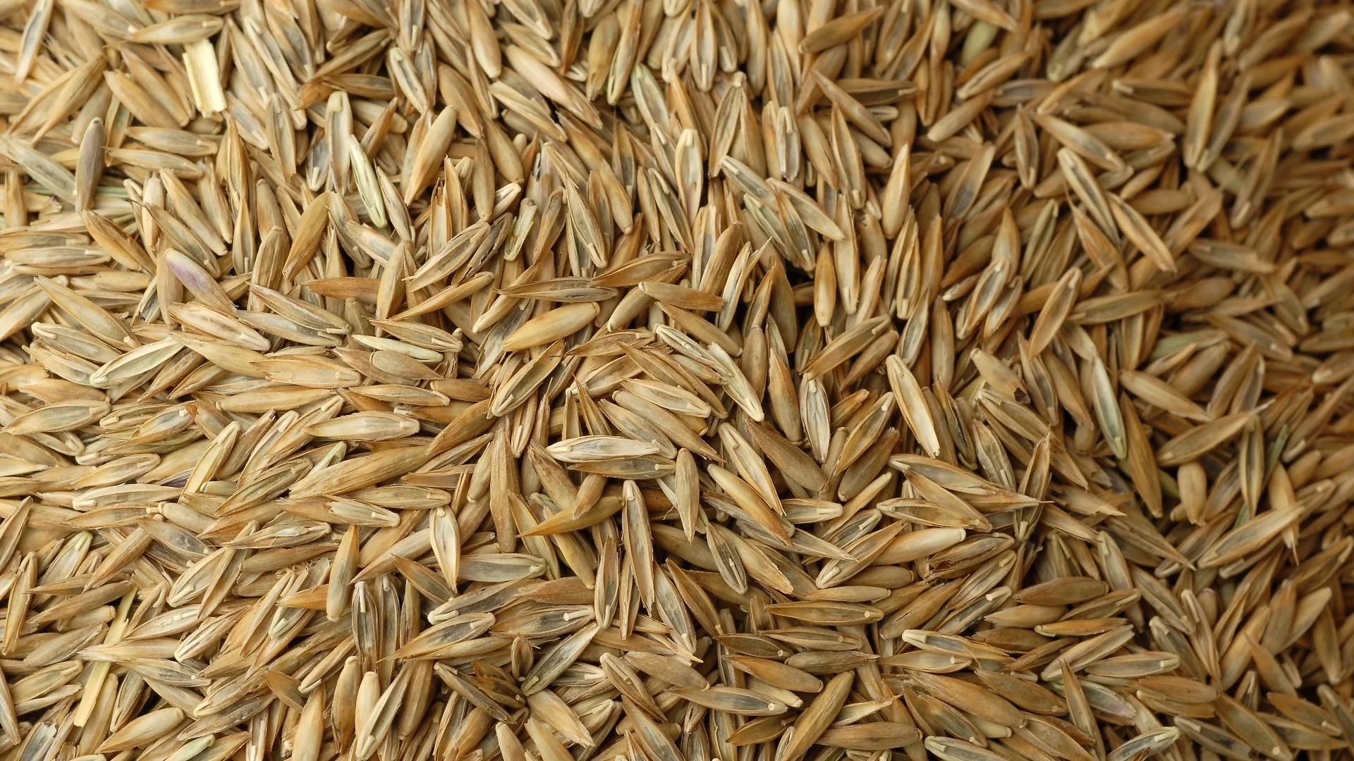 How Much Grass Seed Is Needed for Overseeding Your Lawn?