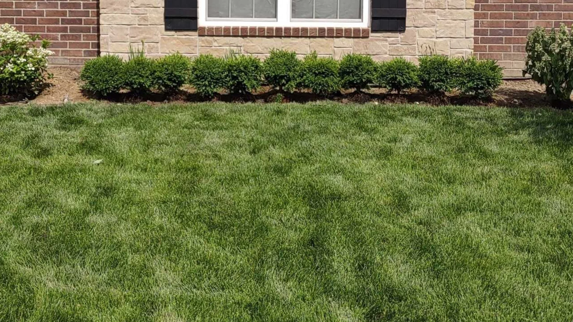 When to Expect New Grass Growth After Overseeding