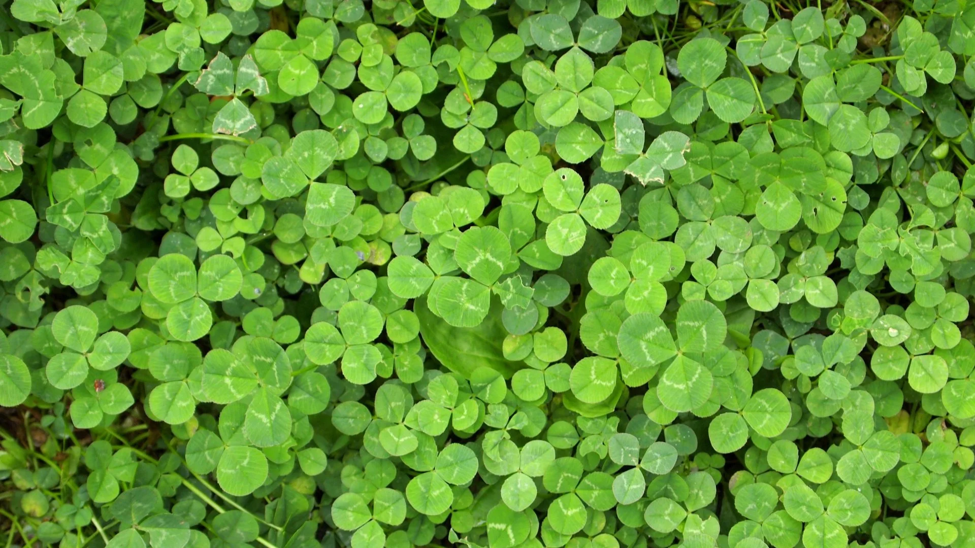 How to Distinguish Between Broadleaf & Grassy Weeds