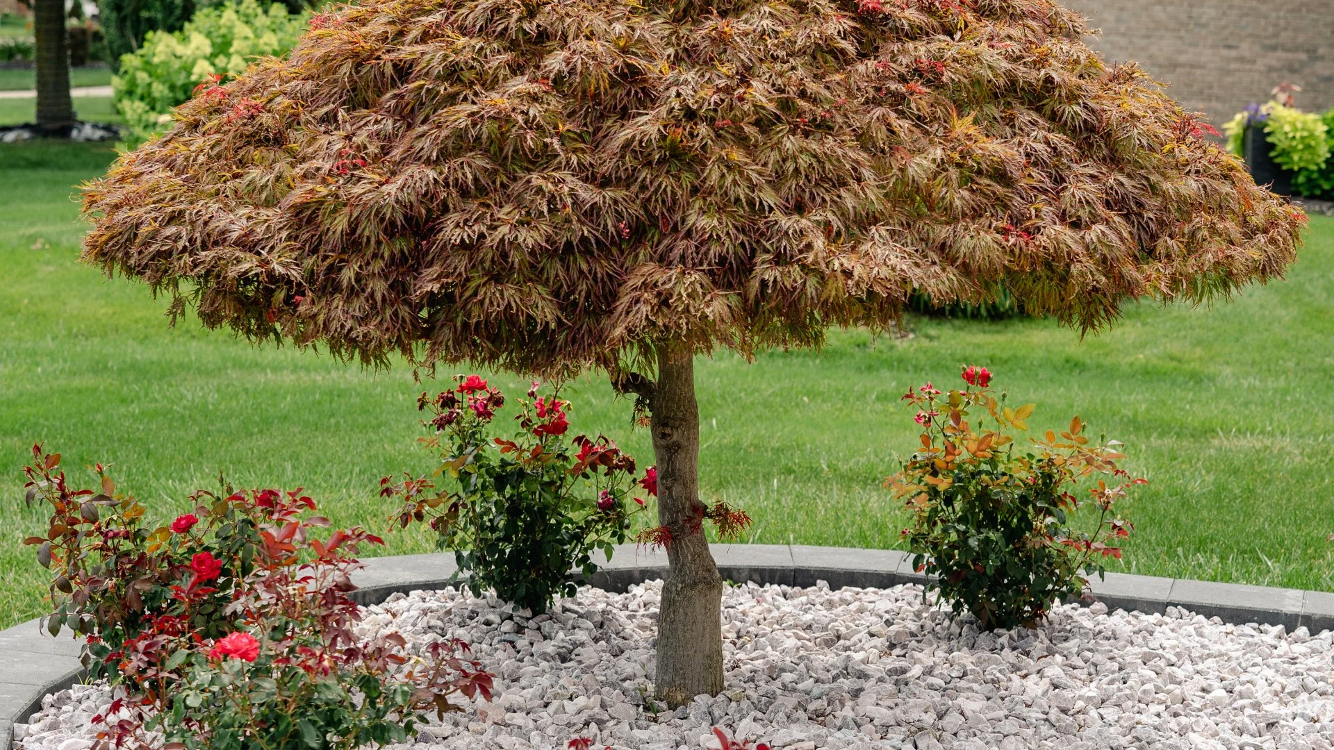 Expertly trimmed tree in Washington, MI.