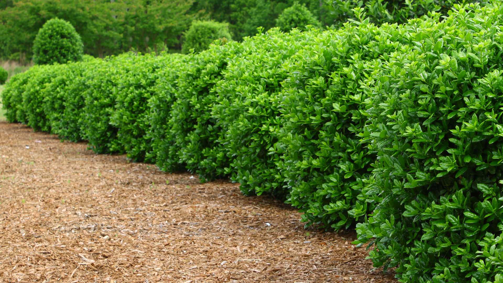 Trimmed shrubs in landscaping in Macomb, MI.