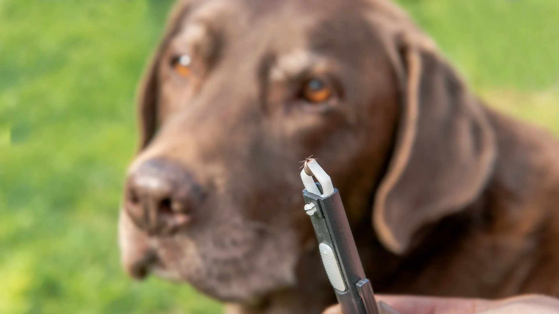 Keep an Eye on Your Pets During Tick Season to Keep Them Protected