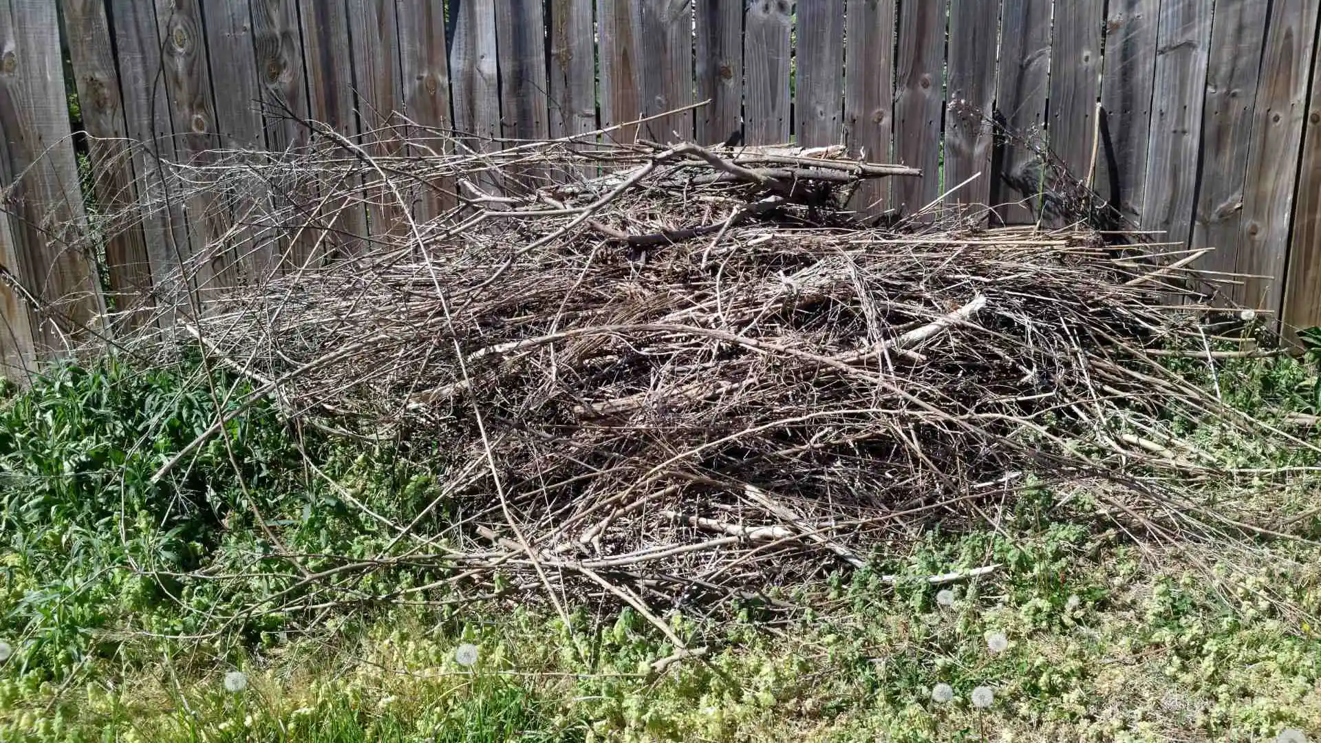 Leaving Debris on Your Lawn is More Harmful for Your Grass Than You Think
