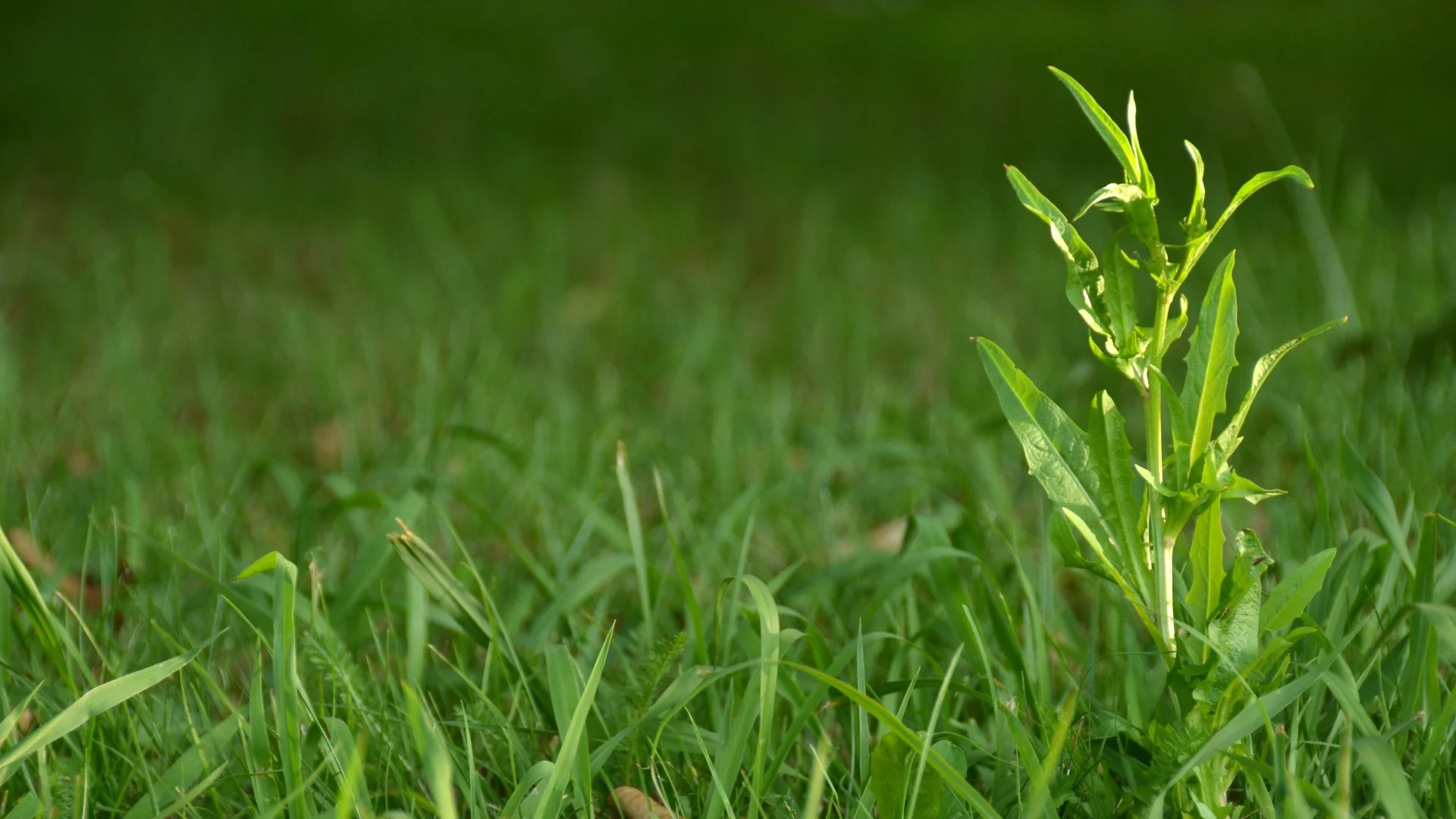 Skipping Out on Weed Control Treatments This Spring Can Be a Big Mistake!