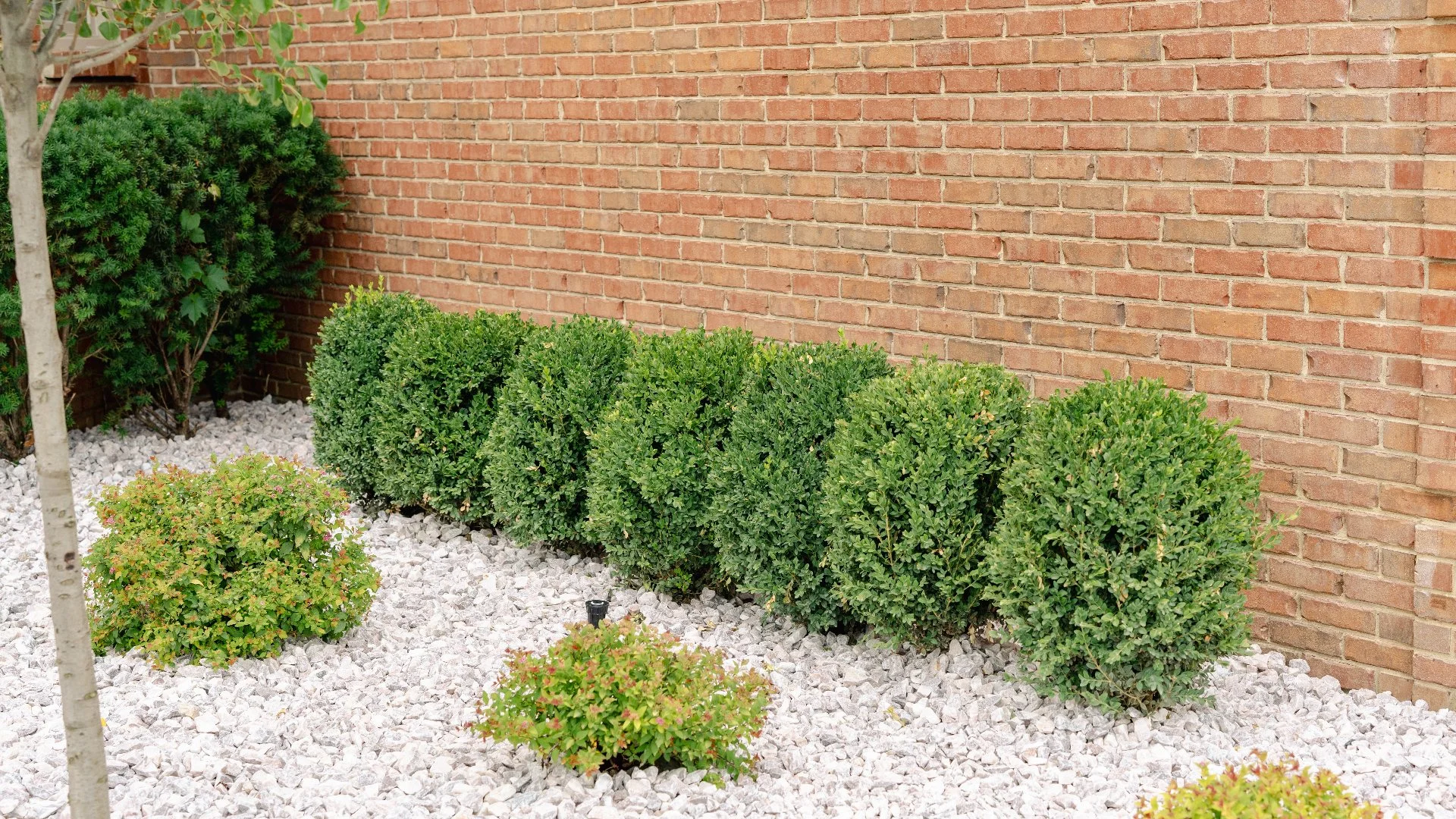 Weed control with mulch and shrubs near Macomb, MI.