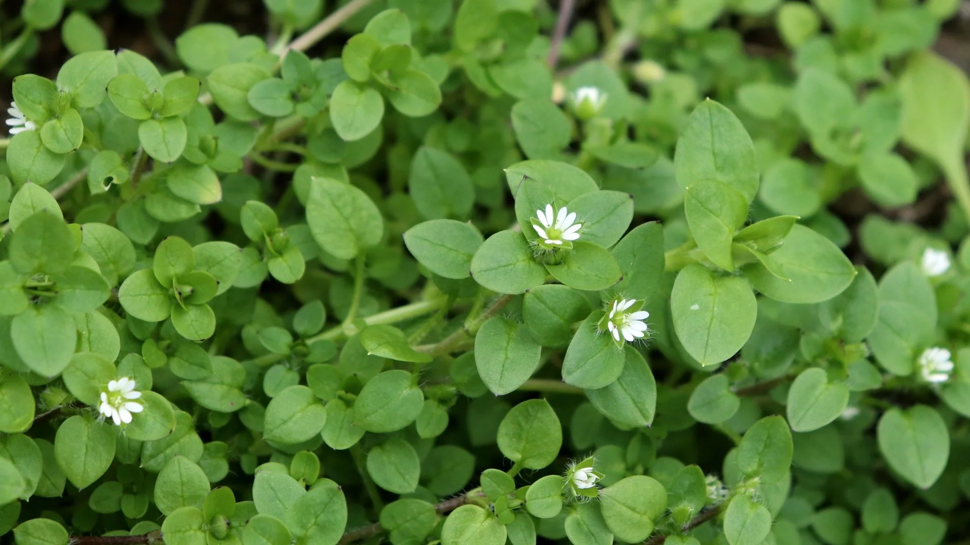 Why Isn't Your Weed Control Treatment Working?
