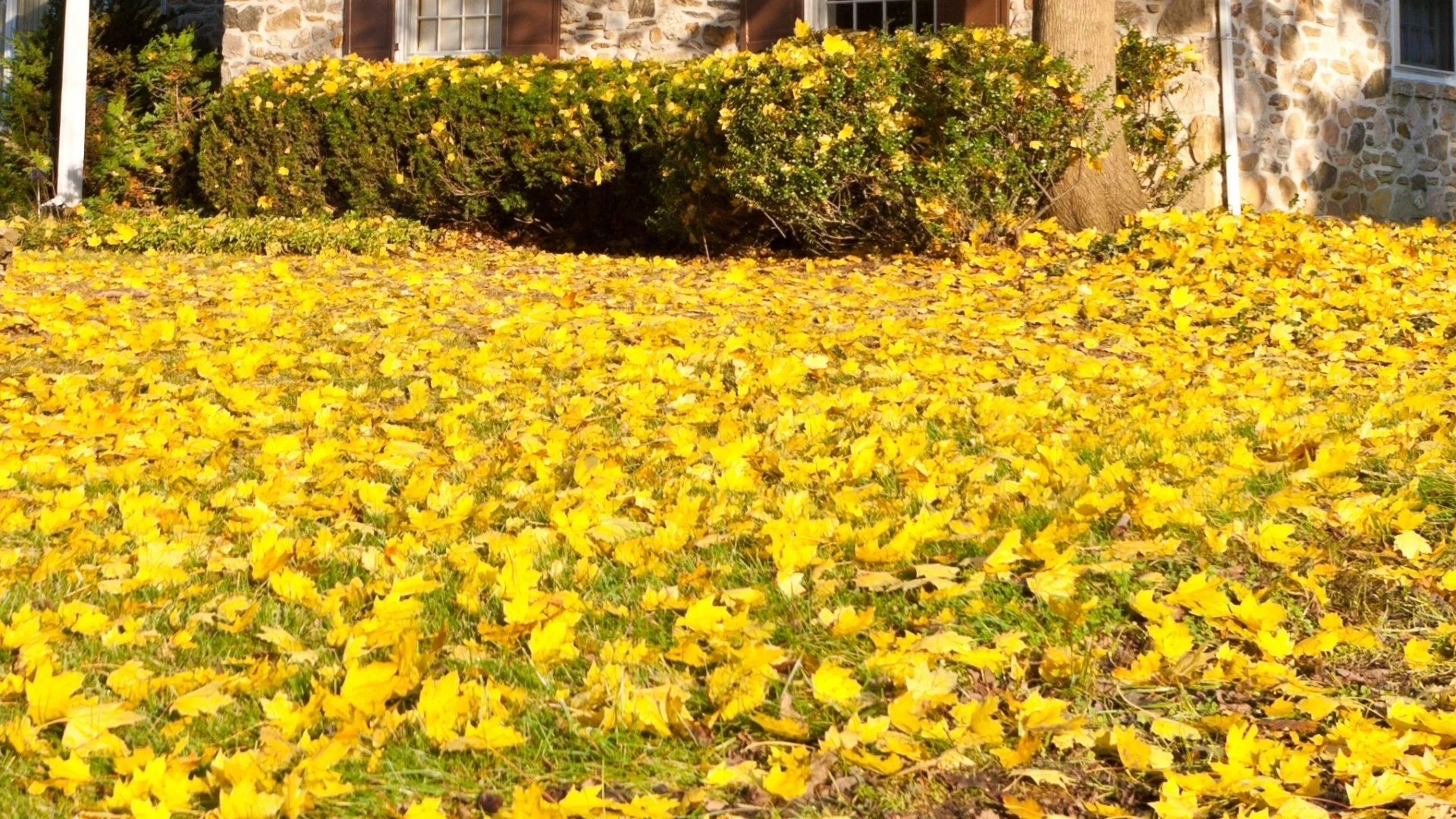 Is It Bad to Remove Leaves From Your Yard?