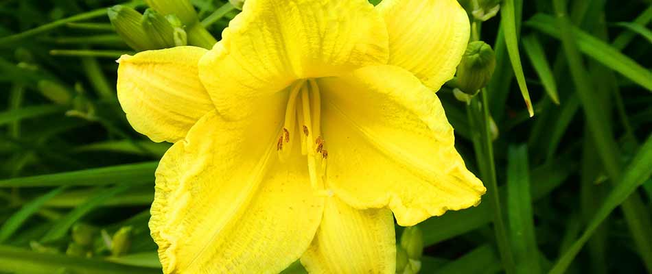 Bright yellow daylily in bloom at a Macomb, MI home.