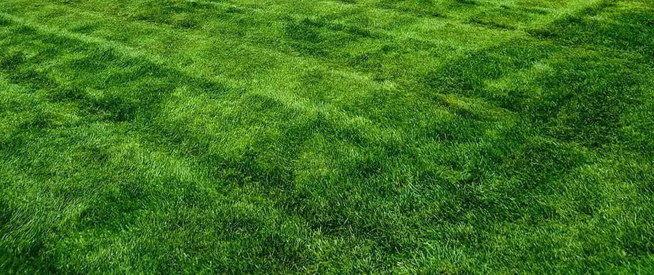 4 Rules for Mowing Lawns in Michigan