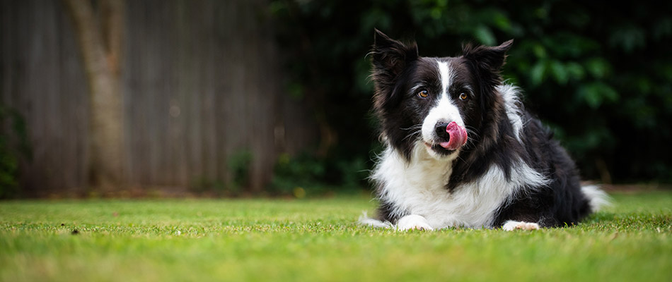 Is My Pet Safe Outdoors During Lawn Care Treatments?