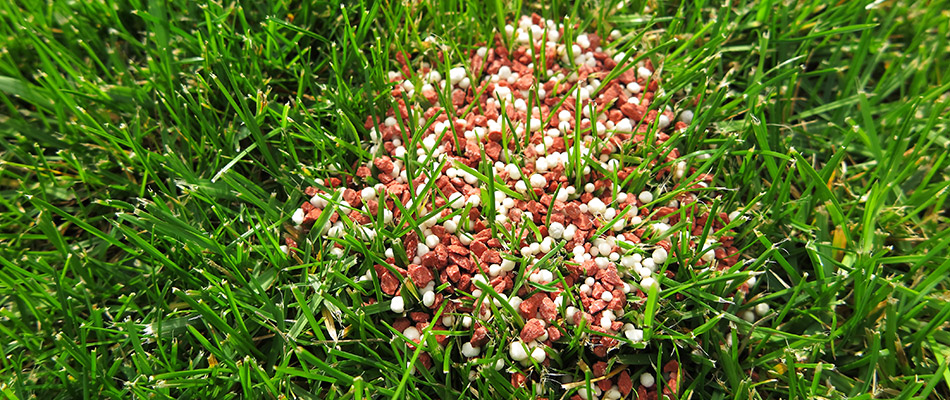 Is Spring Fertilization Really Necessary?