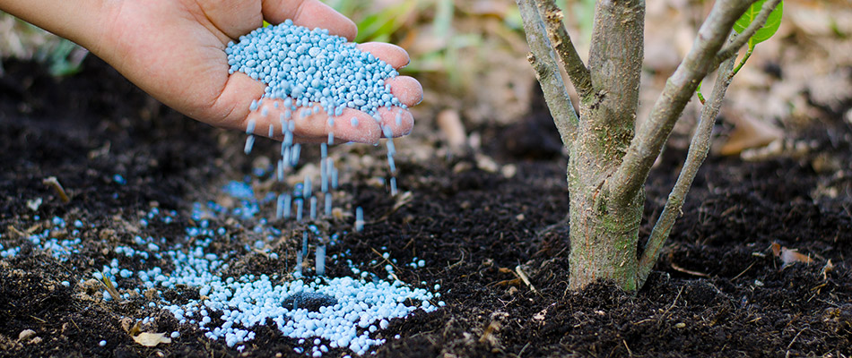 Lawn Fertilization FAQ: The Ultimate Guide