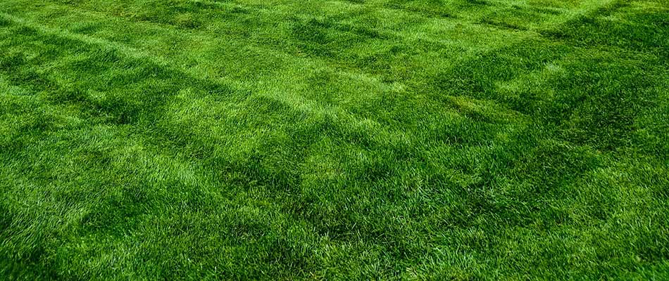 Washington Township, Michigan home lawn with proper fertilization service.
