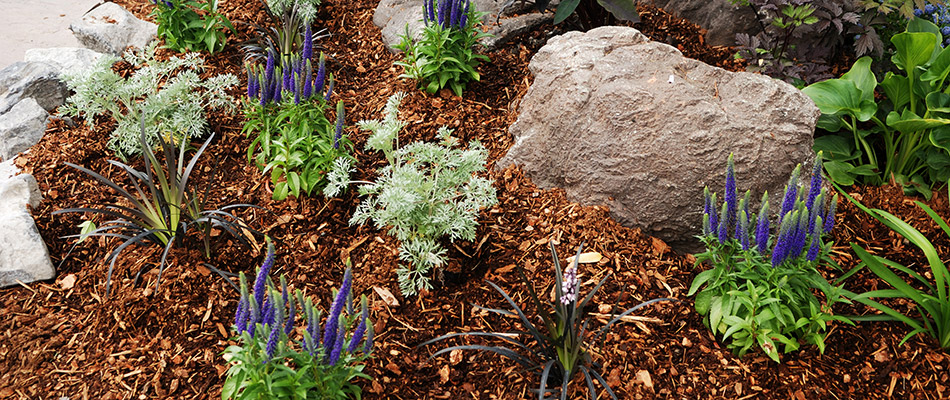 A mulched landscape bed with purple flowers and a decorative boulder in Chesterfield, MI.