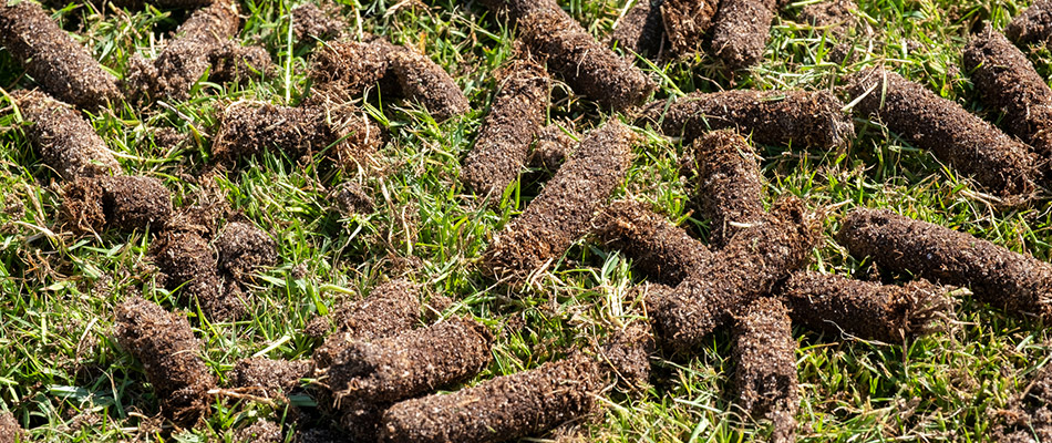 Forgot to Schedule Fall Lawn Aeration? Here’s What You Should Do