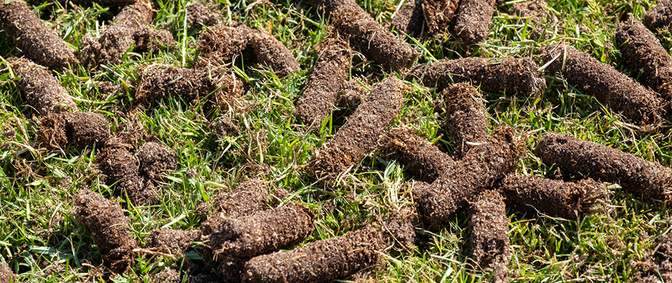 Forgot to Schedule Fall Lawn Aeration? Here’s What You Should Do | Big