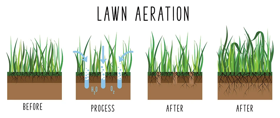 An infographic about core aeration and its benefits. 