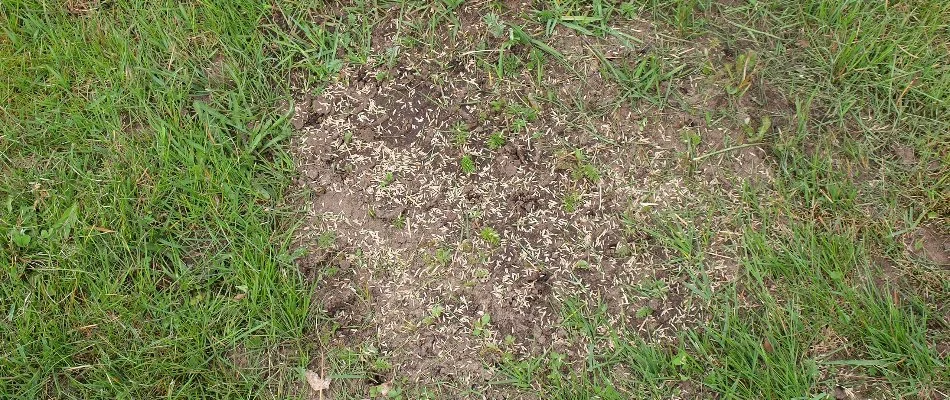 Bare patch of a lawn in Macomb, MI, with grass seeds.