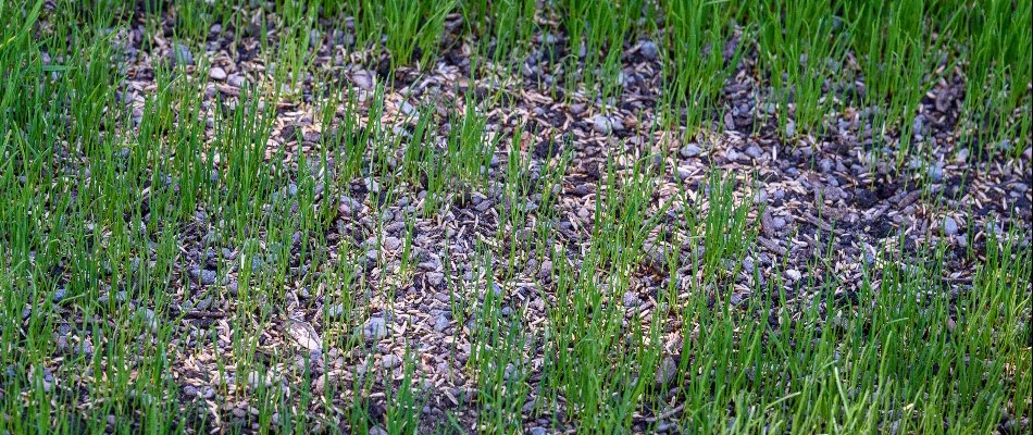 Bare patch on a lawn in Macomb, MI, with grass seeds.