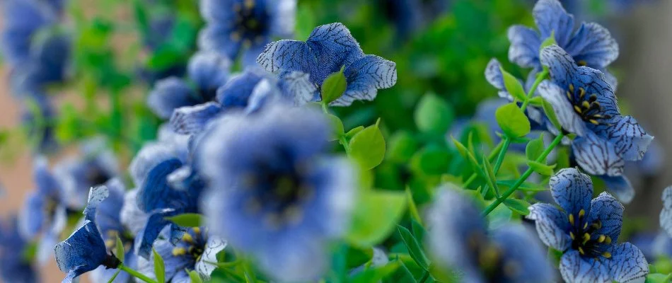 Blue annual flower in Macomb, MI, with small, green leaves.