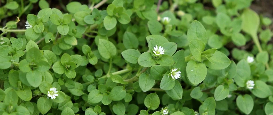 Chickweed in Macomb, MI, with green leaves and white flowers.