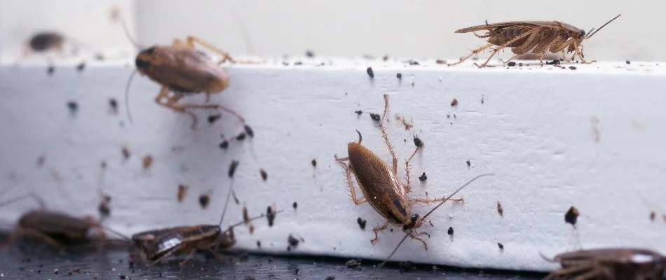 Cockroaches on a windowsill in Macomb, MI.
