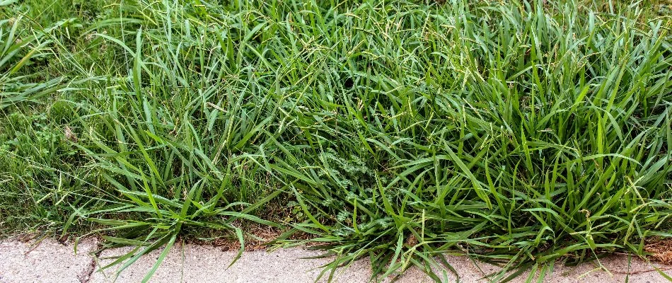 Crabgrass next to sidewalk in Macomb, MI.