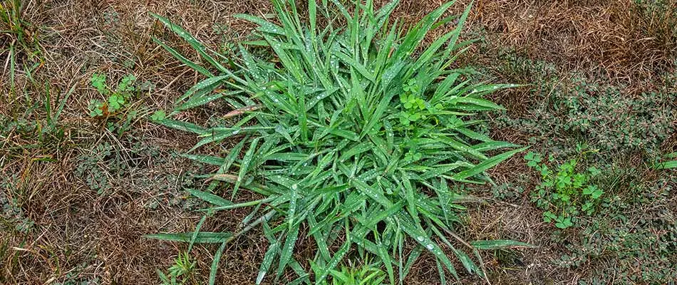 4 Summer Weeds To Be Wary Of