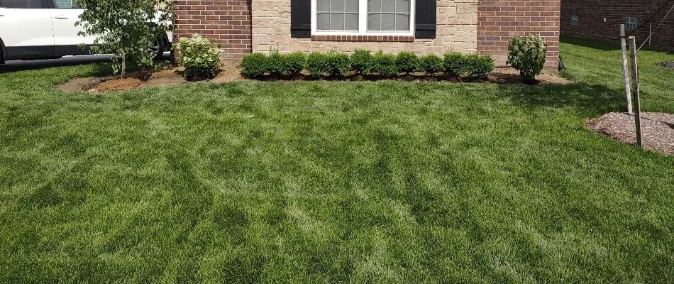 Dense green grass with shrubs in Macomb, MI.