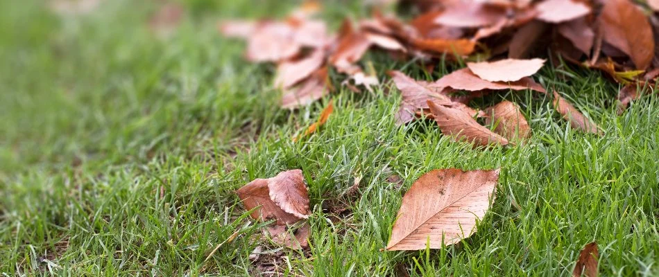 Dry leaves on grass blades in Macomb, MI.