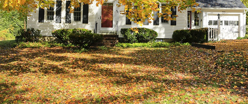 What’s Festering Under Your Leaf Piles? Insects, Lawn Disease, & More