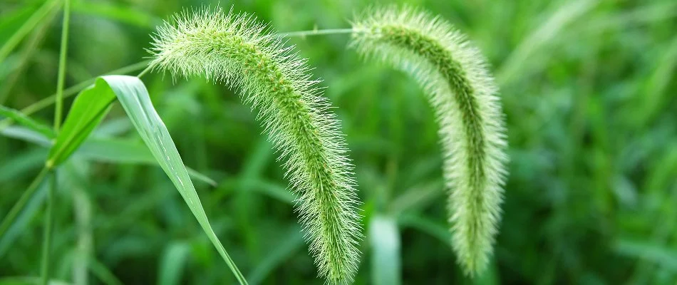 Foxtail weeds in Macomb, MI, with seed heads.