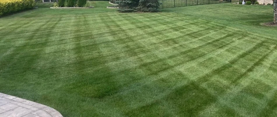 Freshly mowed lawn with striping in Macomb, MI.