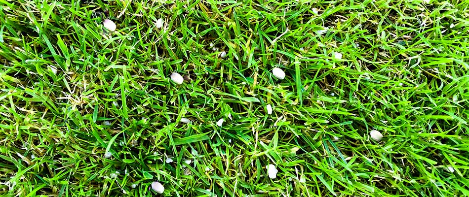Granular, slow-release lawn fertilizer spread through grass near Chesterfield, Michigan.
