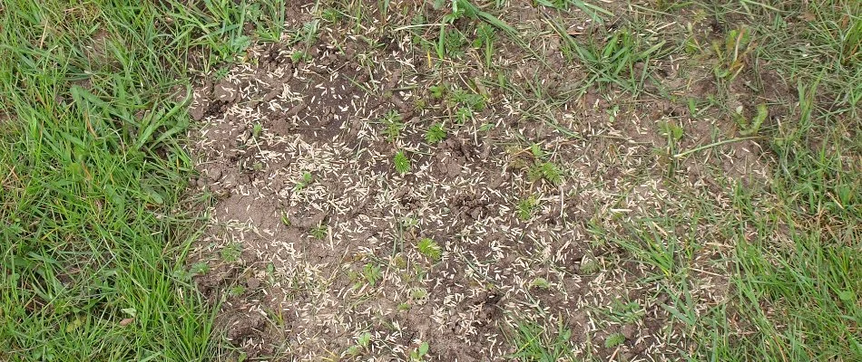 Grass seeds on a patchy lawn in Macomb, MI.